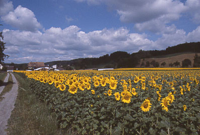 Sommer 2001