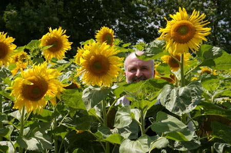 Sonnenblumenmeer