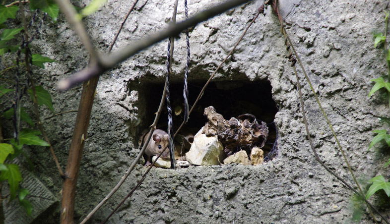 Die Maus hinter dem Haus